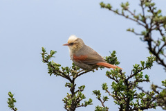 Creamy-Crested Spinetail photo 3