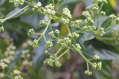Dioicodendron dioicum