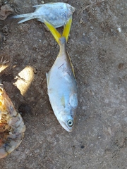 Oligoplites