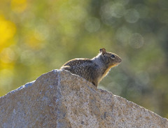 Otospermophilus beecheyi