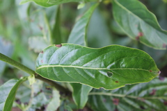 Dioicodendron dioicum