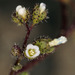 Eucrypta micrantha - Photo (c) Steve Matson, μερικά δικαιώματα διατηρούνται (CC BY), uploaded by Steve Matson