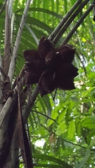 Astrocaryum mexicanum