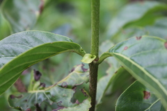 Dioicodendron dioicum
