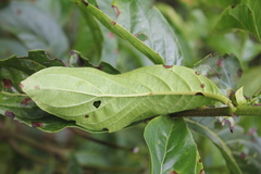 Dioicodendron dioicum