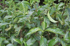 Dioicodendron dioicum