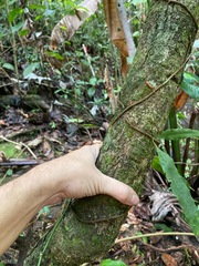 Heteropterys laurifolia