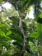 Heteropterys laurifolia