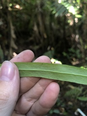 Polytaenium feei