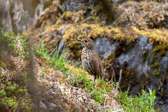 Grallaria andicolus