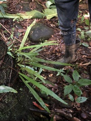 Polytaenium feei