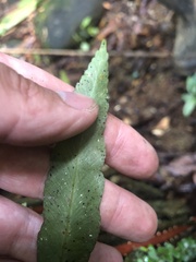 Asplenium serratum