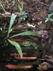 Asplenium serratum