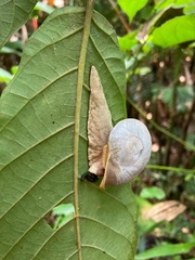 Parthena acutangula