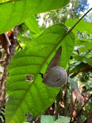 Parthena acutangula