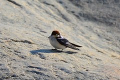 Hirundo smithii smithii