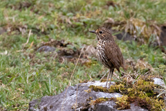 Grallaria andicolus