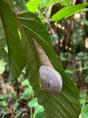 Parthena acutangula