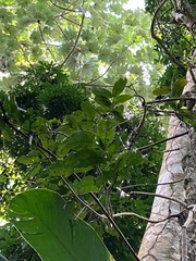 Heteropterys laurifolia