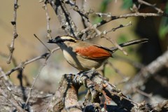 Tchagra australis