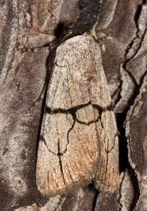 Sympistis greyi