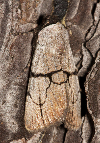 Sympistis greyi Troubridge & Crabo, 1999