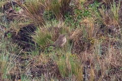 Asthenes humilis
