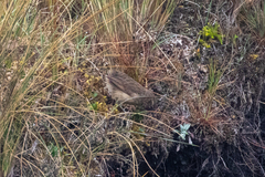 Asthenes humilis