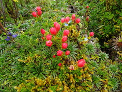 Gentianella rupicola