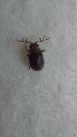 Cyphanobium illustre