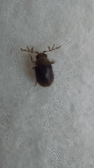 Cyphanobium illustre