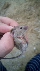 Perognathus
