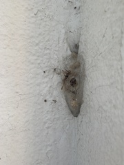 Latrodectus geometricus