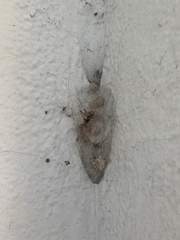 Latrodectus geometricus