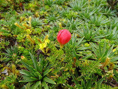 Gentianella rupicola