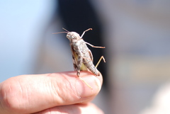 Trimerotropis huroniana