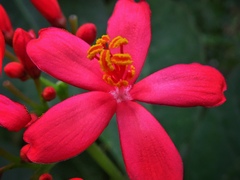 Magnoliopsida