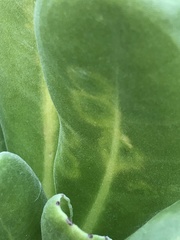 Cucumber mosaic virus