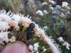 Acmaeodera flavopicta