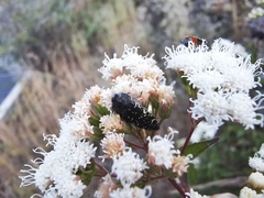 Acmaeodera flavopicta