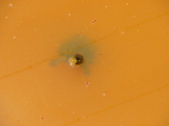 Kinosternon hirtipes murrayi