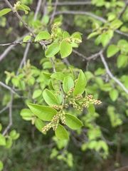 Pteleopsis myrtifolia