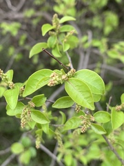 Pteleopsis myrtifolia