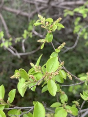 Pteleopsis myrtifolia