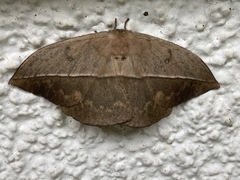 Lonomia santarosensis