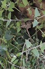 Chenopodium nutans nutans