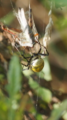 Argiope trifasciata