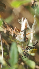 Argiope trifasciata