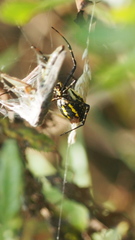 Argiope trifasciata