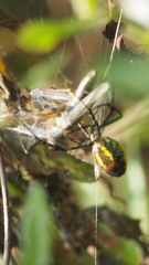 Argiope trifasciata